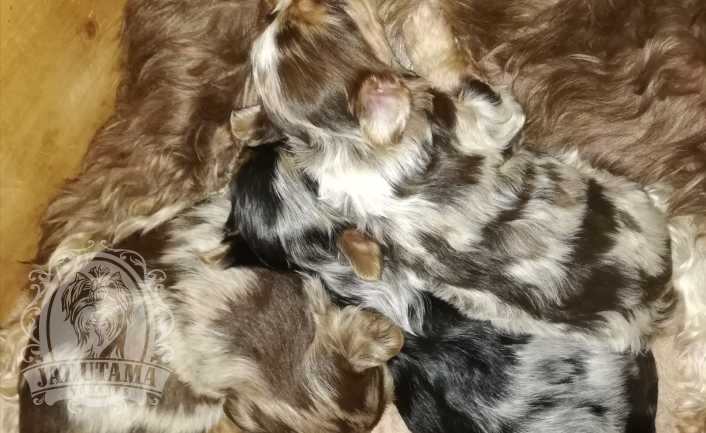 Jarutama Slider Image 01