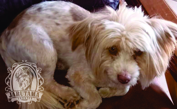 Jarutama Slider Image 01