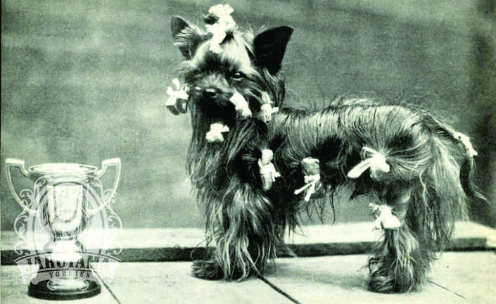 Jarutama Yorkie History