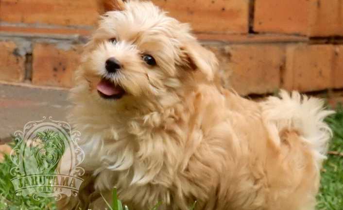 Jarutama Slider Image 01