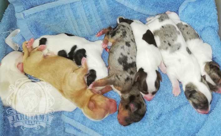 Jarutama Slider Image 04